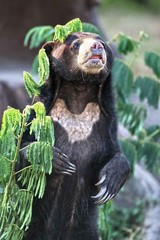 bear want to standing