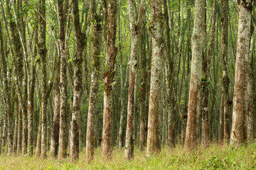 Row of para rubber tree in plantation Rubber tapping