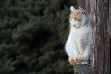 Street cat in Japan 5