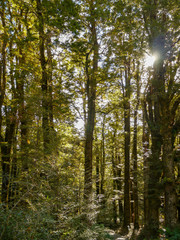 Backlight photo of forest in New Zealand