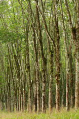 Fototapeta na wymiar Row of para rubber tree in plantation Rubber tapping