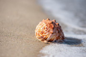 砂浜と貝殻

