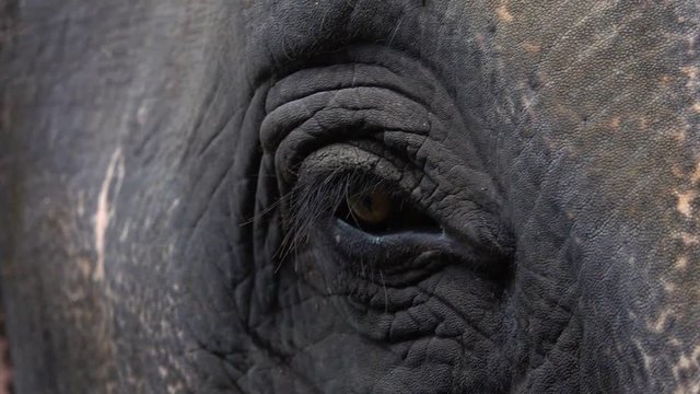 Eye of Asian Elephant (Elephas maximus). Close Up View