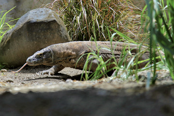 komodo dragon on grass