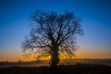 Fototapeta na wymiar Tree at Sunrise