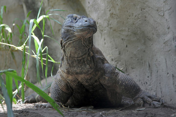 front view komodo dragon