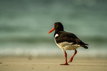 Eurasian oystercatcher (Haematopus ostralegus) on the beach of Dune/ Helgoland - Germany, red beak, The wild nature of the North Sea. Mid-sized bird. Bird on the beach. 