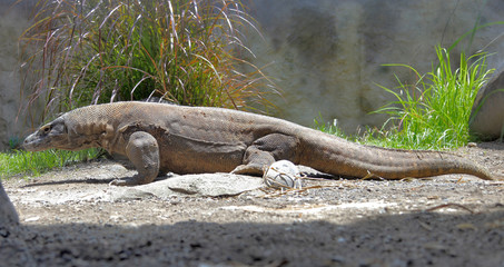 komodo dragon full body