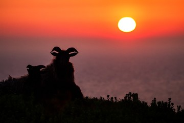 Fototapeta na wymiar Pair of sheep in meadow during sunset, Helgoland, Germany, animal silhouette, beautiful scene from nature