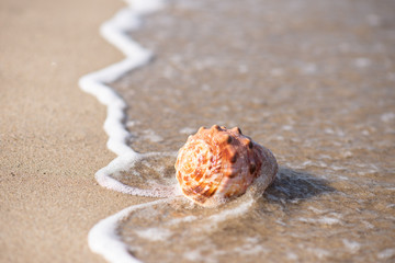 砂浜と貝殻

