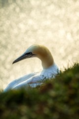 Northern Gannet (Morus bassanus), mating gannets on cliffs, Helgoland in Germany, bird colony, beautiful birds, typical mating behaviour, nesting birds with water surface in the background