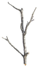 Cut dry branch on a white background.