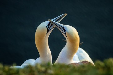 Northern Gannet (Morus bassanus), mating gannets on cliffs, Helgoland in Germany, bird colony, beautiful birds, typical mating behaviour, nesting birds on cliffs, harmony, lovely bird couple