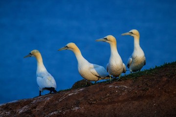 Obraz premium Northern Gannet (Morus bassanus), mating gannets on cliffs, Helgoland in Germany, bird colony, beautiful birds, typical mating behaviour, nesting birds with water surface in the background