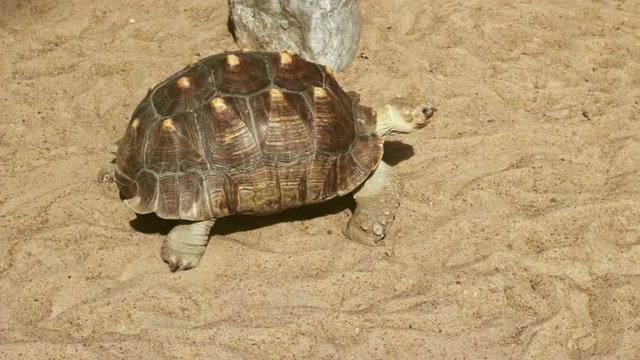 A large turtle walking on the sand