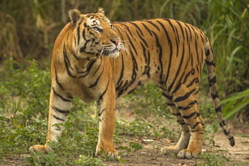 Fototapeta na wymiar tiger full body side view
