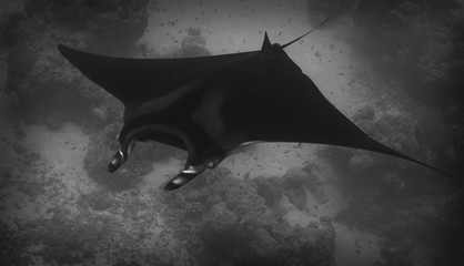 Manta Ray (Monochrome)