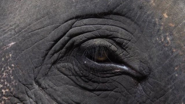 Eye of Asian Elephant (Elephas maximus). Close Up View