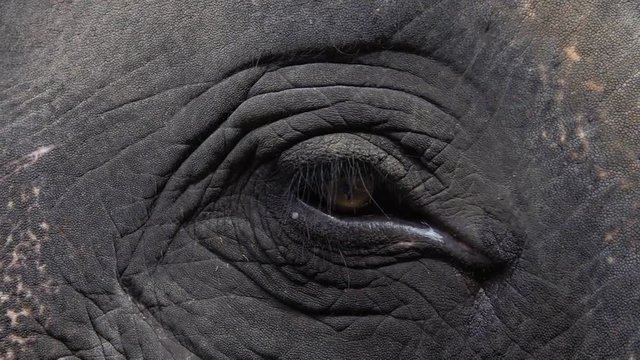 Eye of Asian Elephant (Elephas maximus). Close Up View