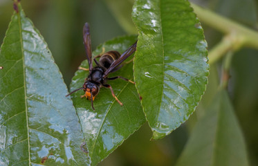 Insecte, inseto, Abelha