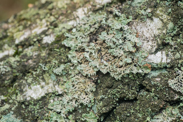lichen on tree macro