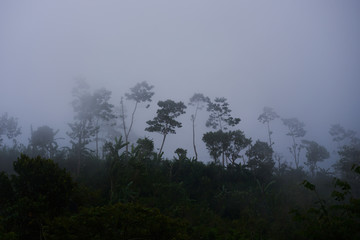 Morning fog in dense tropical rainforest in black and white style. Atmospheric misty landscape with thick mist billowing through a trees. Misty forest with dense fog. Natural background,  copy space.
