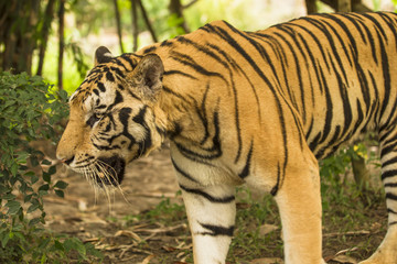 tiger wild animal