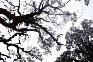 Foggy treetops in deep forest. Magnificent heavy mist in landscape. Tree, branch, leaf, foggy and misty view with blur background. Bottom view of tall old trees. Mysterious silhouette branch trees.