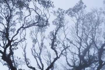 Foggy treetops in deep forest. Magnificent heavy mist in landscape. Tree, branch, leaf, foggy and misty view with blur background. Bottom view of tall old trees. Mysterious silhouette branch trees.
