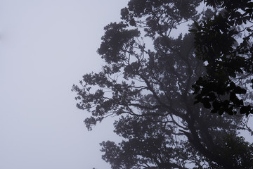 Foggy treetops in deep forest. Magnificent heavy mist in landscape. Tree, branch, leaf, foggy and misty view with blur background. Bottom view of tall old trees. Mysterious silhouette branch trees.