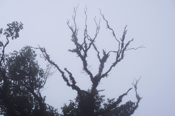 Foggy treetops in deep forest. Magnificent heavy mist in landscape. Tree, branch, leaf, foggy and misty view with blur background. Bottom view of tall old trees. Mysterious silhouette branch trees.