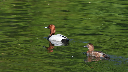 Fototapeta premium Male and Female Common Pochard