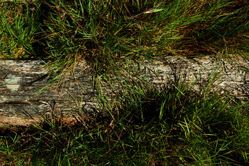 Naklejka na ściany i meble Old rotten logs on the green grass.