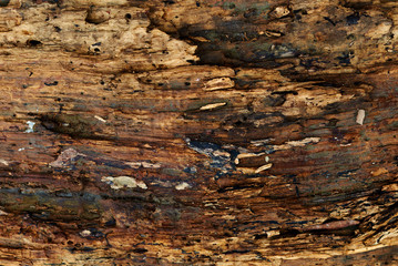Brown dark wood rotten texture for background.