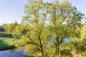 The river in the spring with a thick bushy trees on the shore