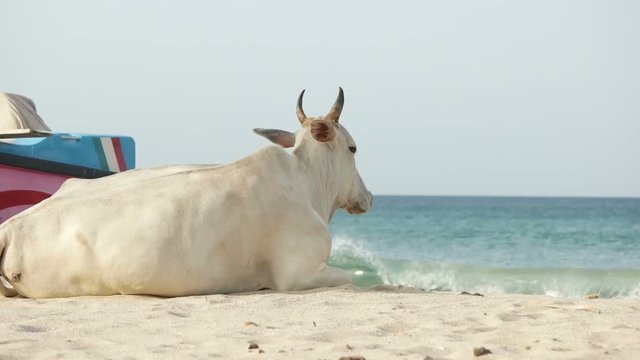 white cow and sea
