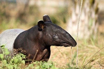 Tapir on view