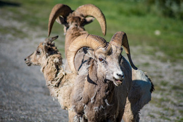 Big horn sheep in Jasper National Park Canada