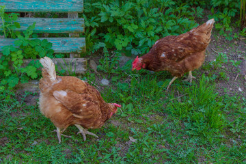 Chicken walk around the yard in the village in the spring