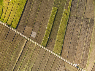 Beautiful rice field harvest season aerial view with line pattern in Yogyakarta, Java Island, Indonesia