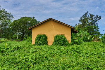 Obraz premium The old abandoned and destroyed house overgrown with ivy and lianas.