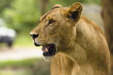 Fototapeta na wymiar female lion face side view