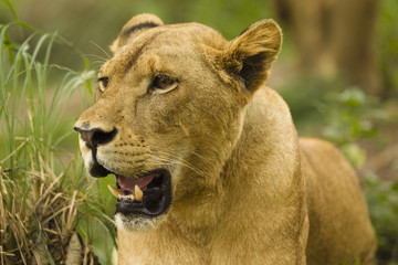 Fototapeta na wymiar female lion face 