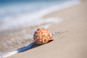 砂浜と貝殻
