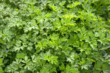 A cluster of freshly growing parsley.