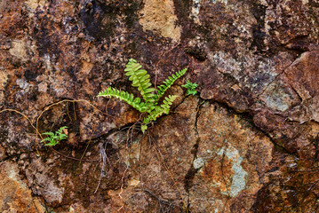 Plant grow up on cracked stone. Plant growing through crack in rock wall, survival concept. Natural background with copy space. Background picture.
