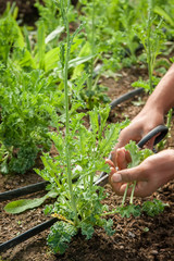 Harvesting kale by hand vertical orientation.