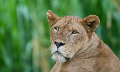 Fototapeta na wymiar female lion face