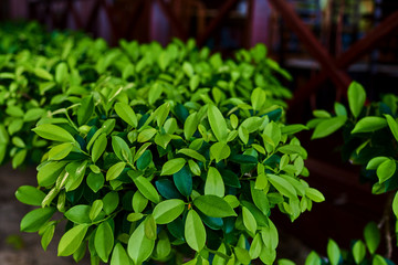 Close up nature view of green bush in garden at summer under sunlight. Natural green plants landscape using as a background or wallpaper. Sunny abstract green nature background, selective focus.