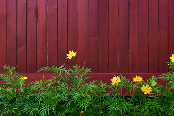 Green leaves and little yellow flowers against a painted wooden fence. Free space  for text or other inset content. Soft focus. Vintage tone. Retro style. Natural background.